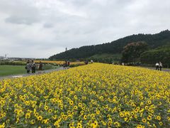 -径山花海