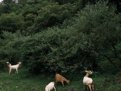 -硗碛藏寨·神木垒景区