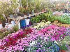 -双季花艺园艺市场(浦东店)
