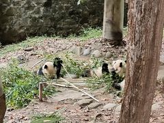 -都江堰中华大熊猫苑