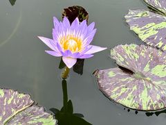 -池杉湖湿地公园
