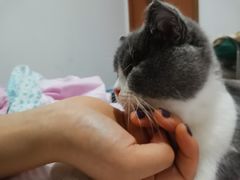-圣宠动物医院·犬猫专科·影像中心·外科中心