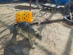 -青藏高原野生动物园