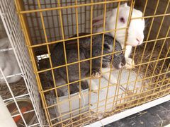 -大连铭湖国际观光牧场