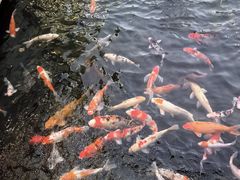 -鹅公村·国家非遗传承(荔湾店)