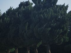 -小麦岛公园