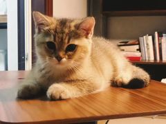 -火舞泰·泰式海鲜火锅餐厅(世纪城店)