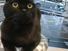 -PETKIT 小佩宠物·低压洗护·美容·寄养(安远店)