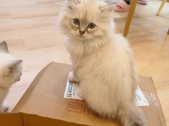 -猫咪派对(江南西店)