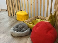 -柴迷FANS CLUB·柴犬狗咖·猫咖