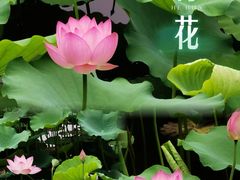 -荔湾湖公园