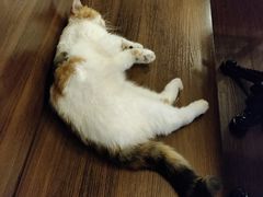 -猫岛主趣味餐厅(鼓浪屿店)