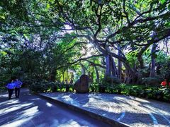 -瑞丽独树成林风景区