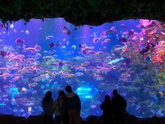 -芜湖新华联大白鲸海洋公园
