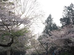 -武汉大学-樱园