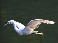 -重庆彩云湖湿地公园