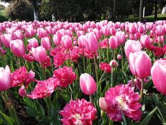 -上海鲜花港