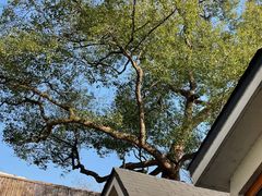 -青竺·青竹茶舍(断桥店)