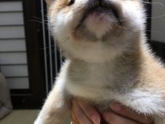 -逗柴咖啡屋·狗咖猫咖宠物桌游