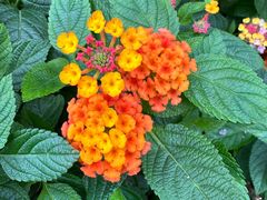 -黄记煌三汁焖锅(新佳丽江汉路店)