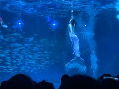 -海合安成都极地海洋公园