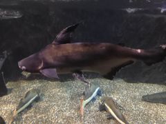 -太平洋海底世界