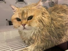 -袖虎·猫馆(体育西路店)