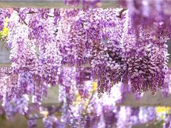 -龙口南山旅游景区