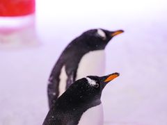 -常州淹城野生动物世界
