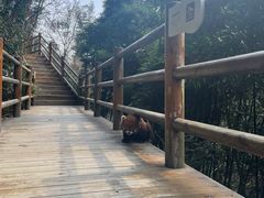 -都江堰中华大熊猫苑