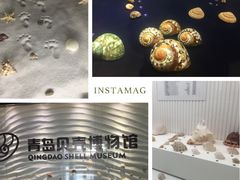 -青岛贝壳博物馆
