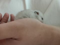 -楼上猫咖(罗湖店)