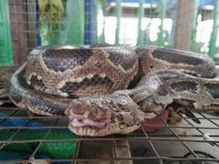 -洞里萨湖