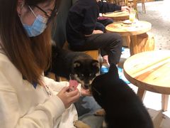 -柴迷FANS CLUB·柴犬狗咖·猫咖