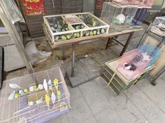 -中环花鸟鱼虫市场