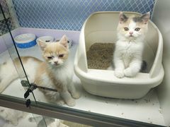 -喵的天空名猫咖啡馆·撸猫·猫舍·用品