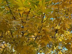 -三里屯东五街银杏大道