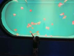 -左海海底世界