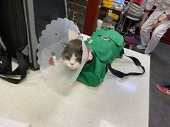 -宠爱国际动物医院· 猫科· 外科·中兽医(长白店)