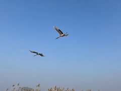 -盐城丹顶鹤湿地生态旅游区