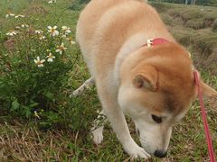 -艾米稻香小镇