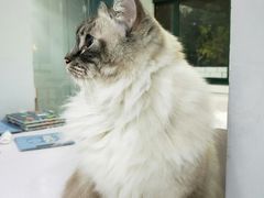 -喵的天空名猫咖啡馆·撸猫·猫舍·用品