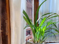 -叶叶菩提·晋福宫