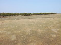 -北海金海湾红树林生态旅游区