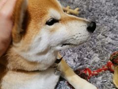 -柴务处·柴犬主题狗咖