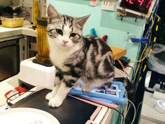 -猫小院猫主题餐厅(三里屯店)