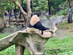 -都江堰中华大熊猫苑