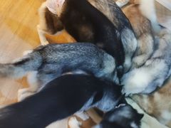 -Husky Go! 哈士奇体验馆·宠物咖啡厅狗咖