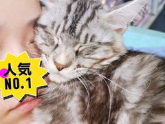 -十年猫舍·猫咪专门店(普陀店)
