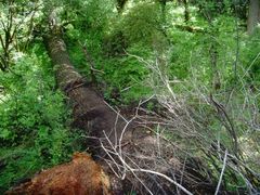 -九寨沟-树正沟